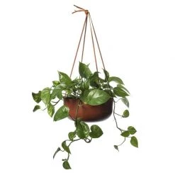 THE PLANT SOCIETY Hanging Planter By Lightly