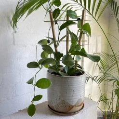 THE PLANT SOCIETY Wax Plant Assort (Hoya) Easy Care Plants 14 THE PLANT SOCIETY Wax Plant Assort (Hoya) Easy Care Plants