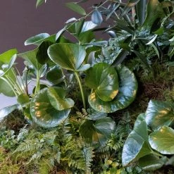 THE PLANT SOCIETY Tractor Seat Plant (Ligularia) Balcony & Courtyard Plants