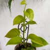 THE PLANT SOCIETY 'Neon'Devil's Ivy (Epipremnum Aureum 'Neon') All Plants