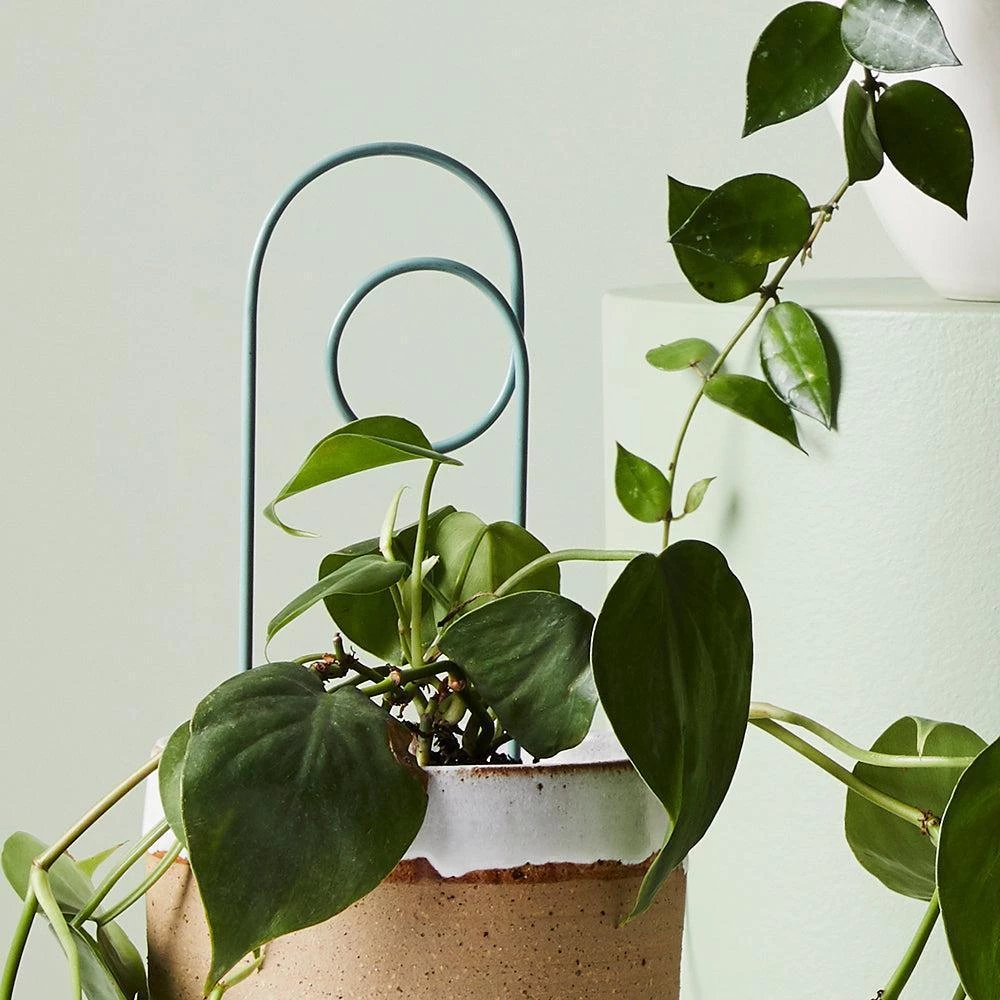 THE PLANT SOCIETY Mini Loop Plant Stake By Ivy Muse 4 THE PLANT SOCIETY Mini Loop Plant Stake By Ivy Muse