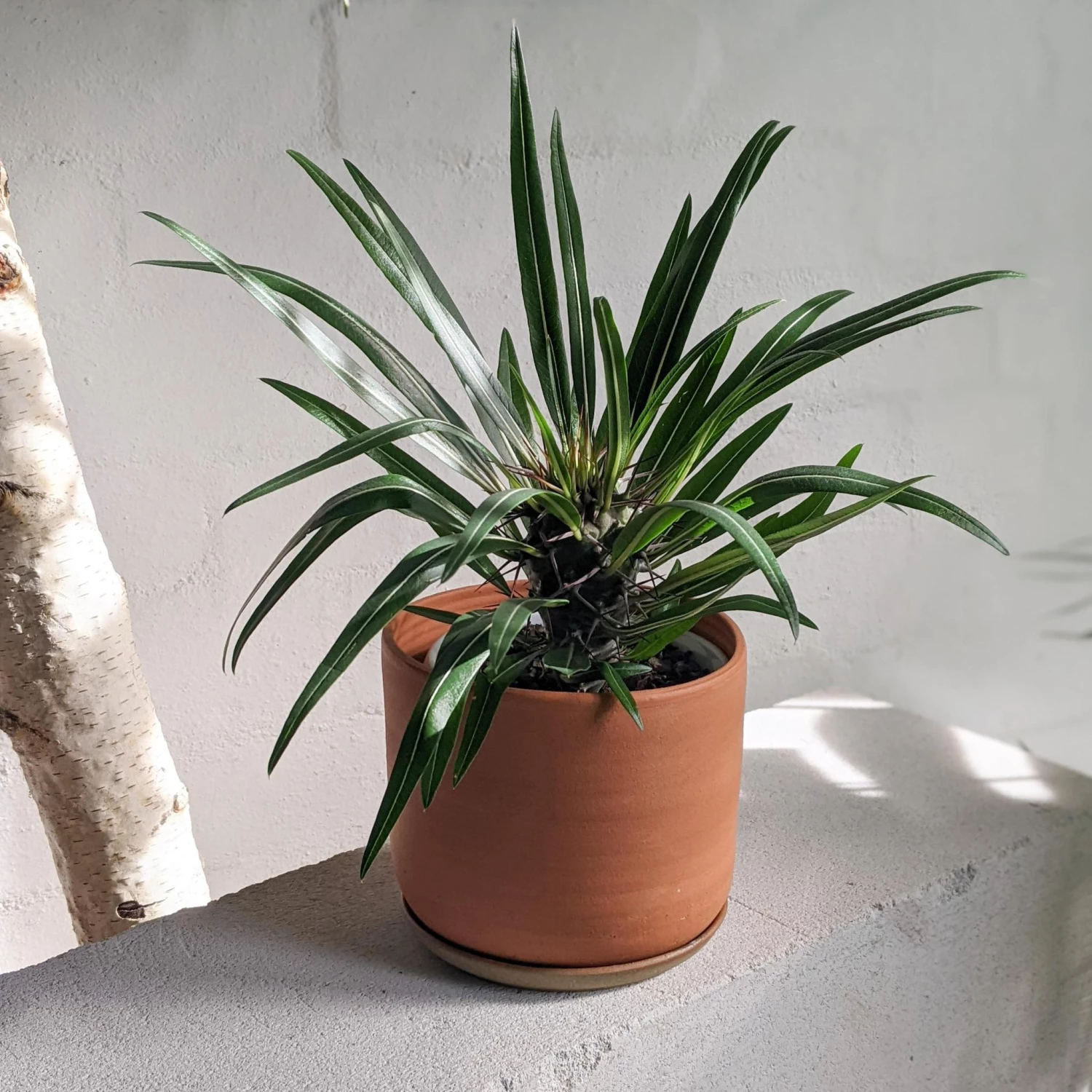 THE PLANT SOCIETY Madagascar Palm (Pachypodium Lamerei) 3 THE PLANT SOCIETY Madagascar Palm (Pachypodium Lamerei)