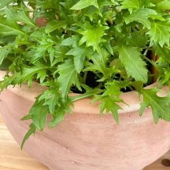 THE PLANT SOCIETY Mizuna (CLICK & COLLECT And LOCAL DELIVERY IN MELBOURNE ONLY) Balcony & Courtyard Plants