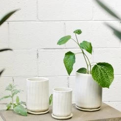 THE PLANT SOCIETY Milky Striped Tall Planter By Lisa Peri