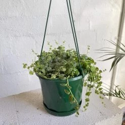 THE PLANT SOCIETY String Of Turtles (Peperomia Rotundifolia) Medium Care Plants