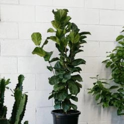 THE PLANT SOCIETY Plants For Bright Light Fiddle-Leaf Fig (Ficus Lyrata 'Bambino')