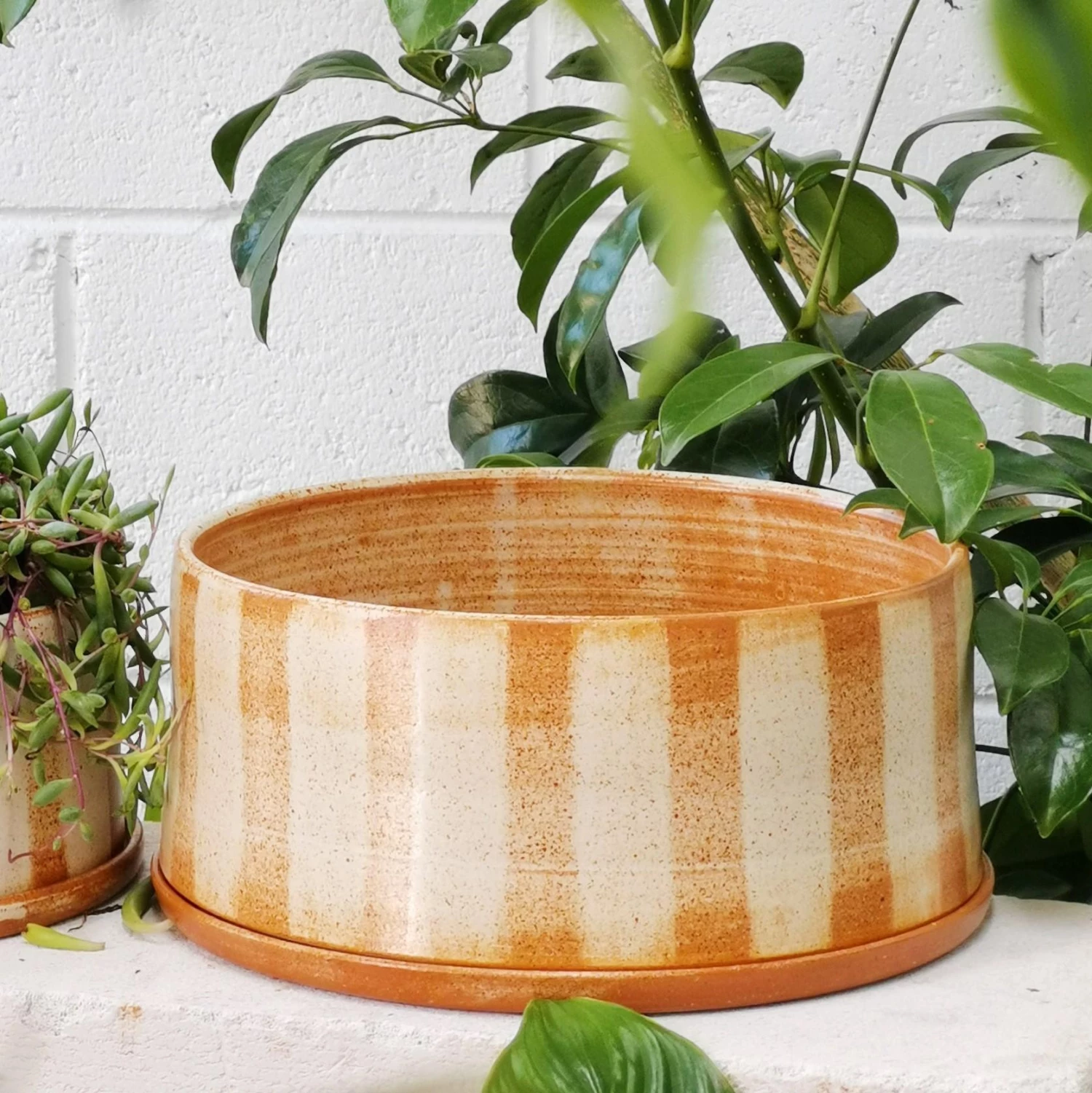 THE PLANT SOCIETY Fat Stripe Rust Planter By Arcadia Scott All Planters 9 THE PLANT SOCIETY Fat Stripe Rust Planter By Arcadia Scott All Planters