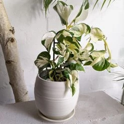 THE PLANT SOCIETY Manjula Pothos (Epipremnum Manjula)