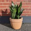 THE PLANT SOCIETY Snake Plant Green (Sansevieria Trifasciata 'Robusta') Easy Care Plants
