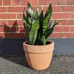 THE PLANT SOCIETY Snake Plant Green (Sansevieria Trifasciata 'Robusta') Easy Care Plants