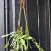 THE PLANT SOCIETY Hanging Planter By Lightly 2 THE PLANT SOCIETY Hanging Planter By Lightly