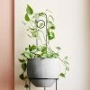 THE PLANT SOCIETY Loop Plant Stake By Ivy Muse Plant Care