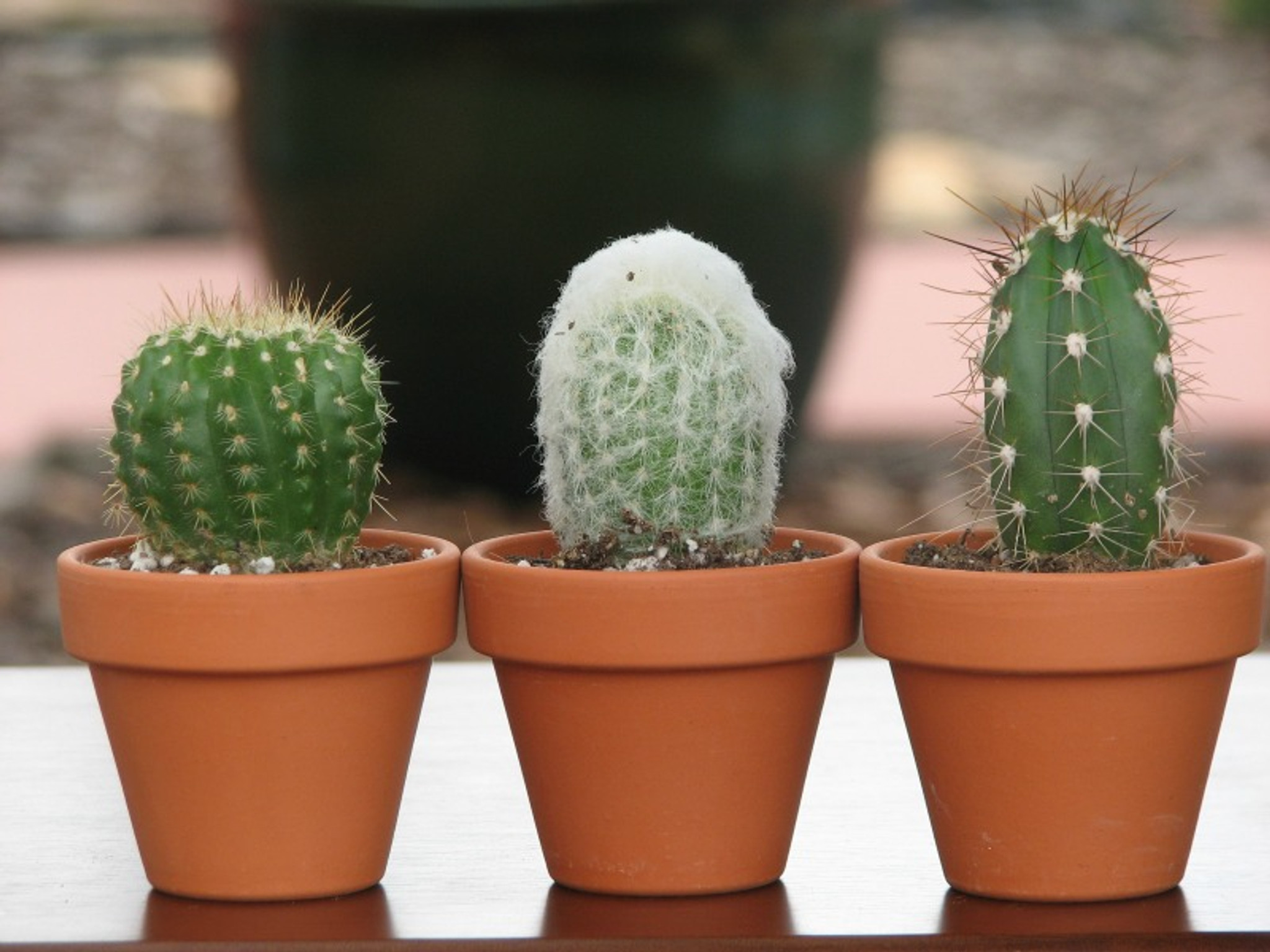 The Plant Society -The Plant Society Mini Cactus Terracota Pots 1 65694